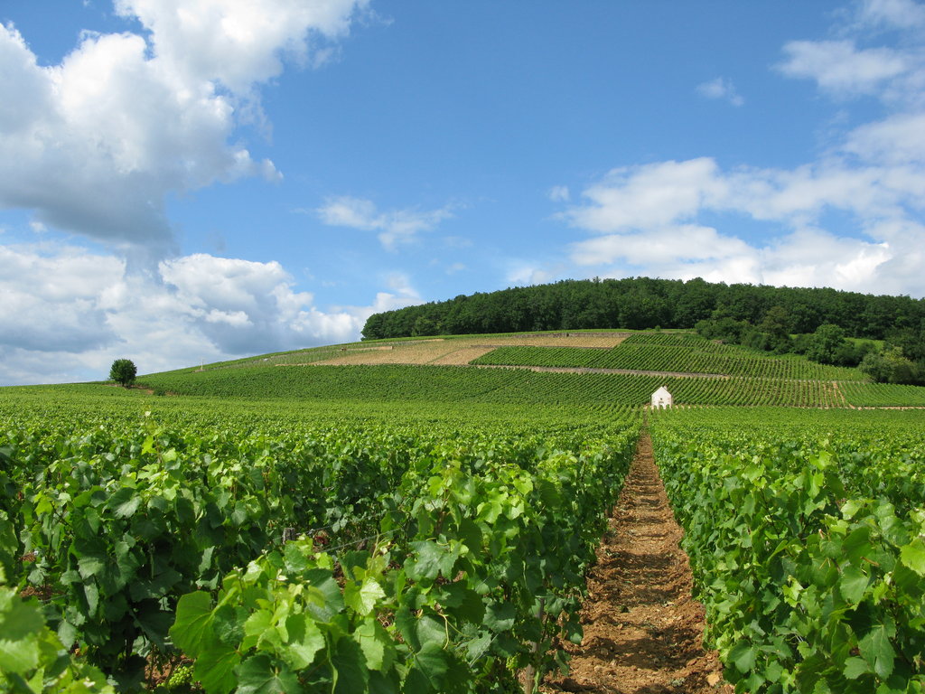 Corton Hillside