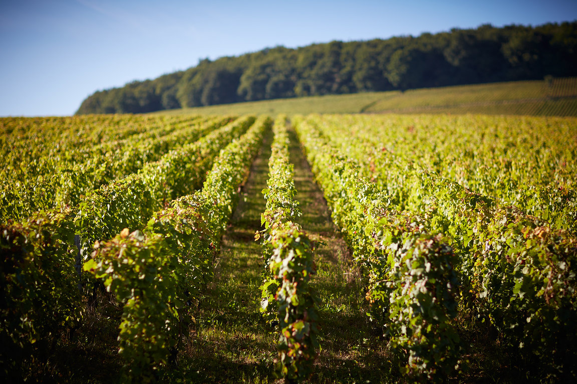 Corton Vineyards