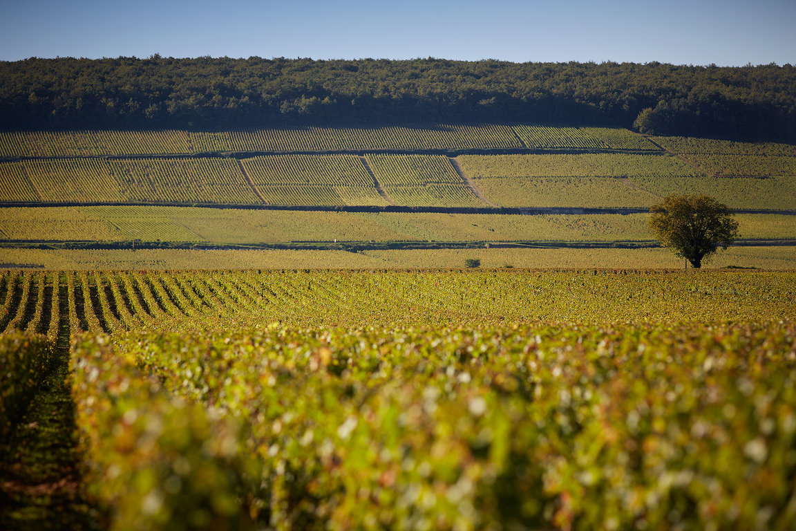 Corton Vineyards