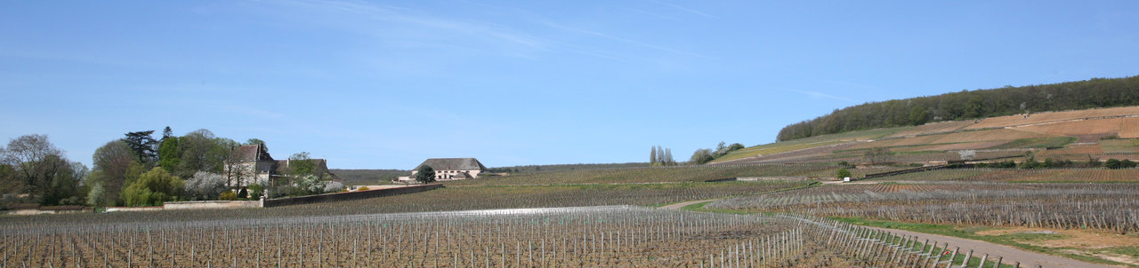 Corton Vineyards