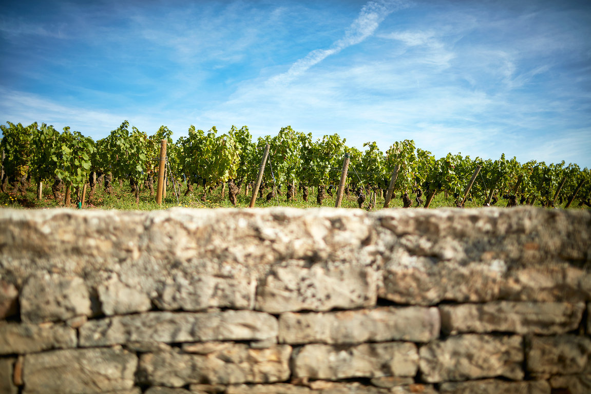 Vineyards & Wine-growing