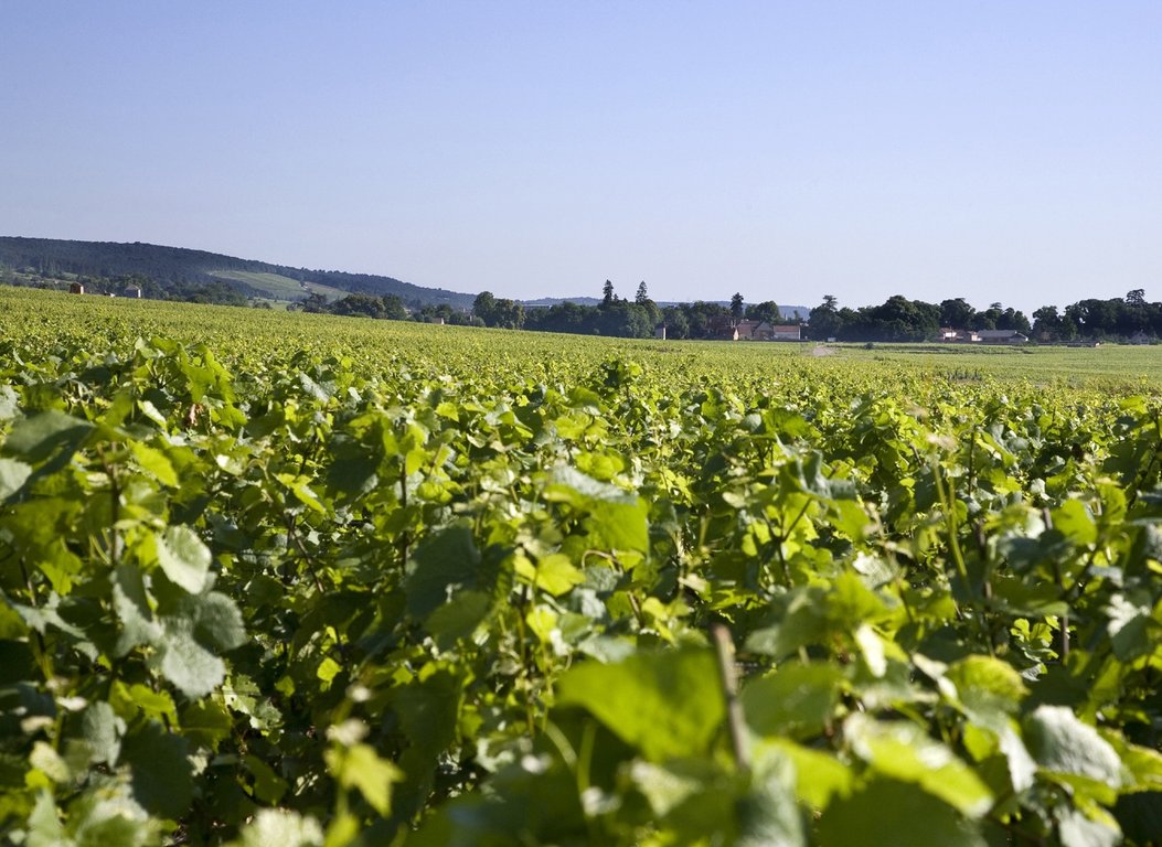 Chambertin