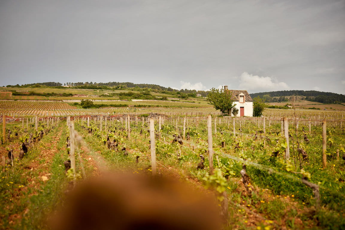 Parcelle de Beaune 1er Cru "Vignes Franches"